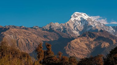 TADAPANI, NEPAL - 11 HAZİRAN 2025 Sabah ışığı Annapurna 'nın yüksek zirvelerini aydınlatıyor, güzellikleri ve dinginliği gözler önüne seriyor.