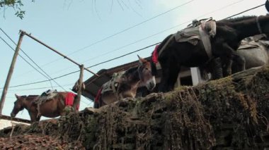 TADAPANI, NEPAL - 10 HAZİRAN 2025 Tadapani, Nepal 'de akşam sükuneti, eşek, at ve kırsal çevre, Himalaya köyü yaşamı.