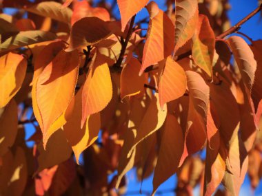 Sonbaharda kiraz ağacının parlak portakal yaprakları.