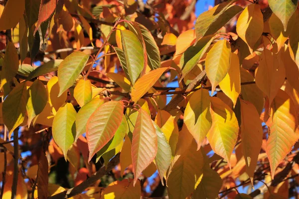 stock image Vivid colored leaves of a cherry tree.