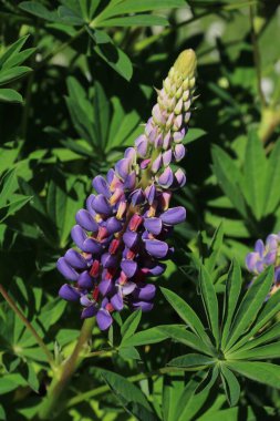 İsviçre 'de mor lupin yetişiyor.