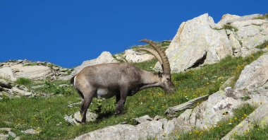 İsviçre Alplerinde otlayan dağ keçisi..