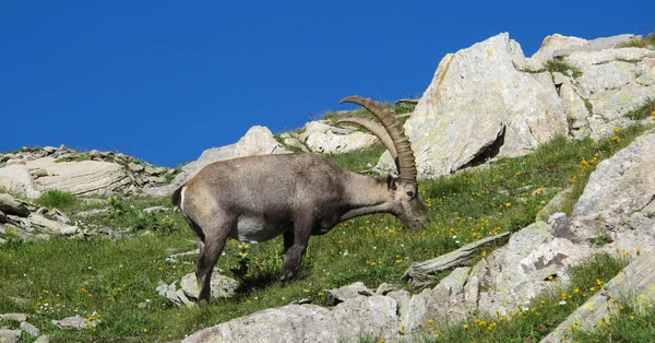 Pasoucí Alpský Kozorožec Švýcarských Alpách — Stock fotografie