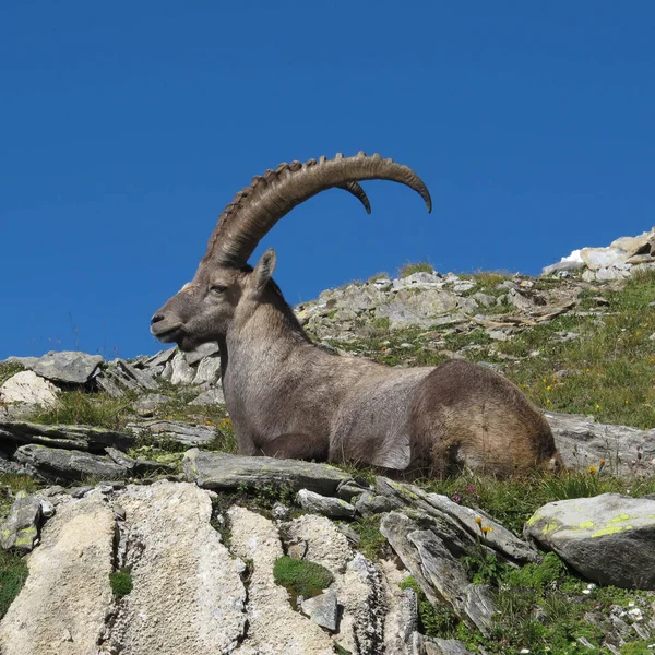 Resting Male Alpine Ibex — Stock Photo, Image