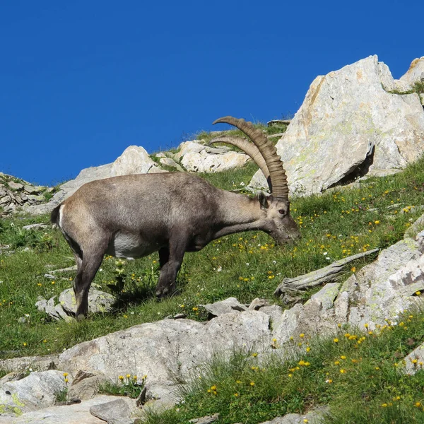 Pasoucí Alpský Kozorožec Švýcarských Alpách — Stock fotografie