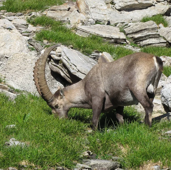 Mužský Alpský Kozorožec Pasoucí Horské Louce Alpách — Stock fotografie