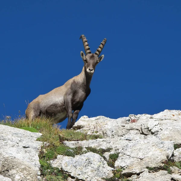 Ung Hane Alpin Ibex Tittar Ner Från — Stockfoto