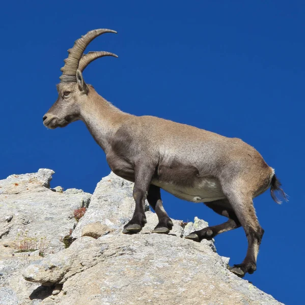 Manlig Alpin Ibex Schweiziska Alperna — Stockfoto