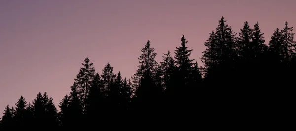 Skisser Trädtoppar Vid Solnedgången Färgglad Himmel — Stockfoto