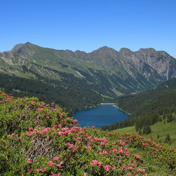 Alpenrosen Arnensee Zwitserland — Stockfoto