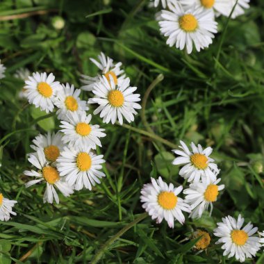 Daisy yeşil bir çayırda büyüyor