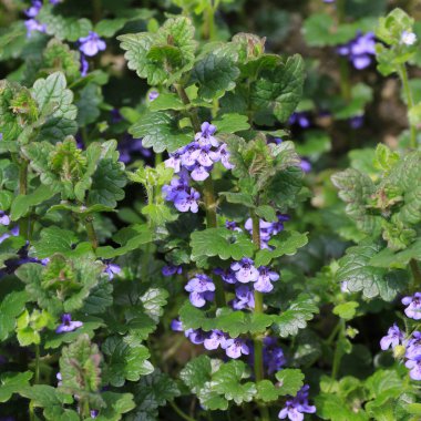 Glechome hederacea, çiçek açan tıbbi bitki.