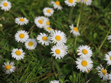 Çayırda büyüyen Daisy