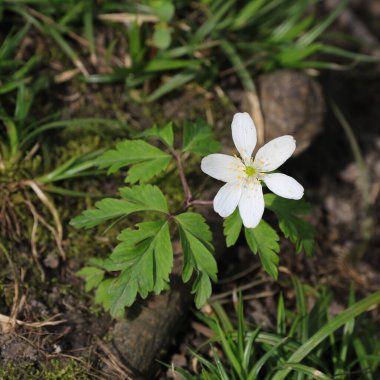Beyaz ahşap şakayık, bahar çiçeği