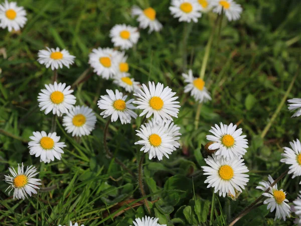 Many daisy growing on a green meadow