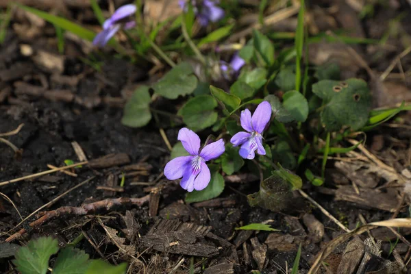 Viola Ruprestis Liliowe Dzikie Kwiaty Rosnące Wiosną — Zdjęcie stockowe