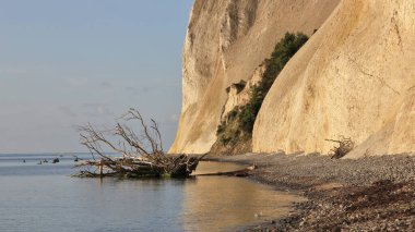 Moens Klint, Danimarka 'da sahne. Devrilmiş ağaç.