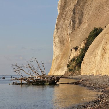 Danimarka Moens Klint 'te devrilmiş ağaç..
