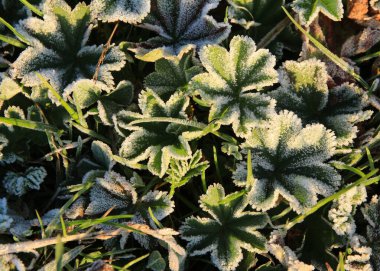 Soğuk bir sabahta Alchemilla vulgaris.