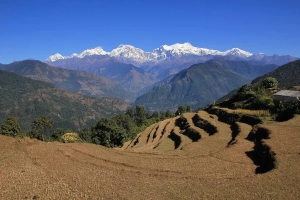 Plaines Riz Terrasses Dans Zone Conservation Annapurna Chaîne Manaslu Enneigée — Photo