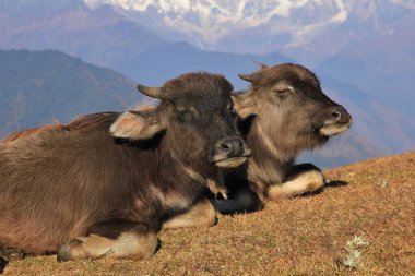 Nepal 'de bir tepede dinlenen bufalo yavruları.