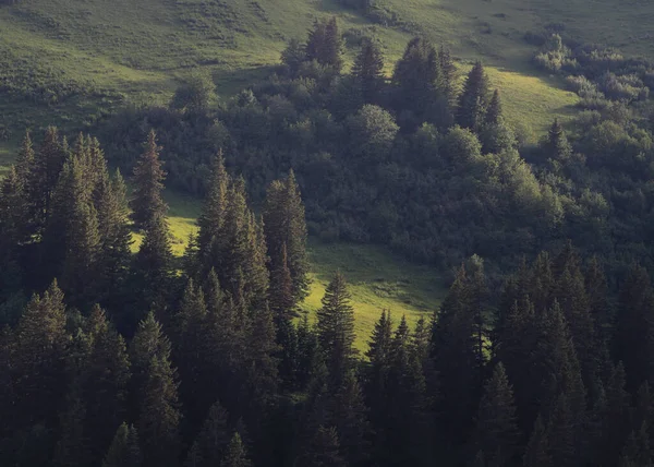 Яскраво Освітлений Зелений Гірський Луг Сосновий Ліс — стокове фото