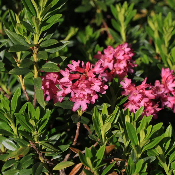 stock image Alpine roses, pink wildflowers growing high up in the Swiss Alps.