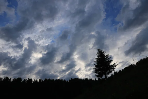 Garis Besar Dari Langit Pinus Dan Dramatis — Stok Foto