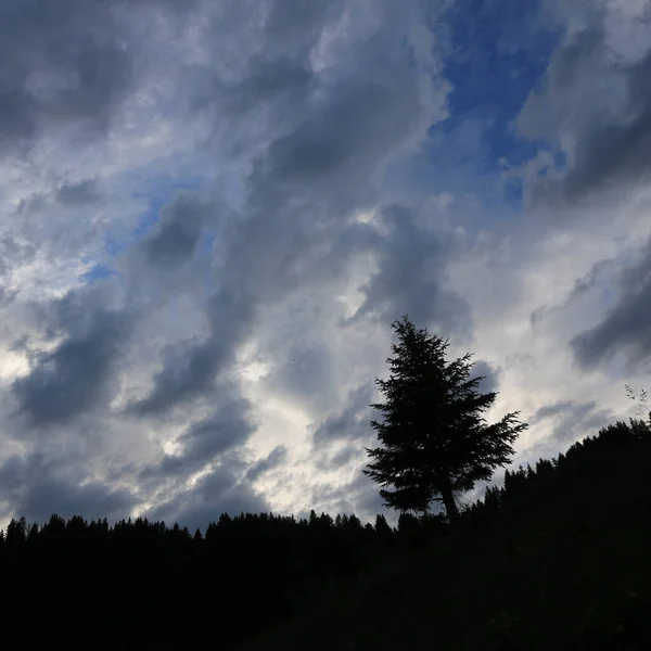 Garis Besar Dari Langit Pinus Dan Dramatis — Stok Foto