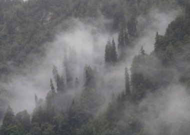 Yağmurlu bir yaz gününde, bir dağ ormanının üzerinde süzülen sis..