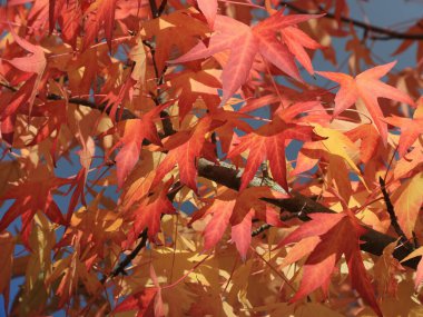 Liquidambar styraciflua 'nın parlak renkli yaprakları.