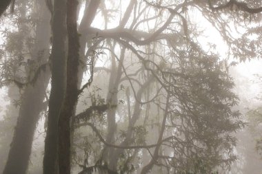 Ghorepani, Nepal yakınlarında rhododendron ormanı gibi rüyalar gör..