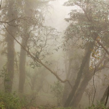 Nepal 'deki rhododendron yağmur ormanları gibi rüya gör.