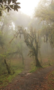 Nepal 'de sisli bir sabahta yosun, rhododendronları kapladı