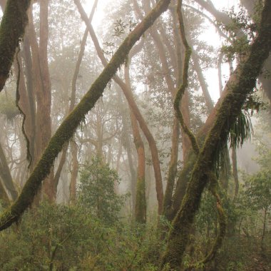 Nepal 'deki hododendron ormanı gibi peri masalı