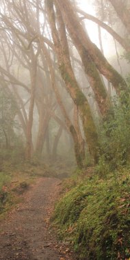 Nepal 'deki bir rhododendron yağmur ormanında yol alıyoruz.