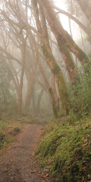 Trekking trail in a rhododendron rain forest in Nepal