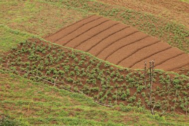 Ghandruk, Nepal 'de küçük ekili tarlalar.