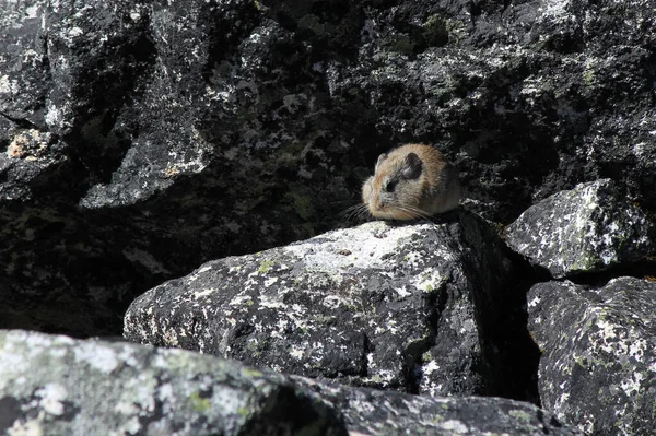 Himalaya Pika Gokyo, Nepal 'de çekilmiştir..