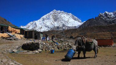 Dzo, sığır ve öküzün karışımı, Himalayalarda mal taşımak için kullanılır..