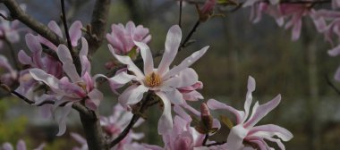 İtalya, Bolzano 'daki Magnolia Stellata ağacının pembe çiçekleri..