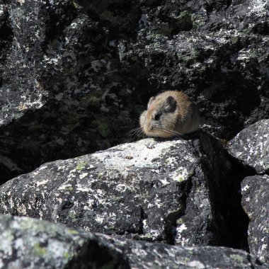 Himalaya Pika, Nepal 'deki Gokyo Vadisi' nde çekildi..