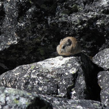 Himalayan Pika photographed in the Gokyo Valley, Nepal. clipart