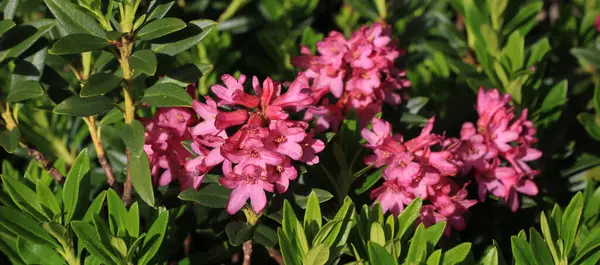 stock image Alpine roses, pink wildflowers growing in the Swiss Alps.