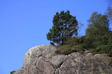 Norveç, Egersund 'da neredeyse çıplak bir kayanın üzerinde büyüyen İskoçlar çam ağacı.