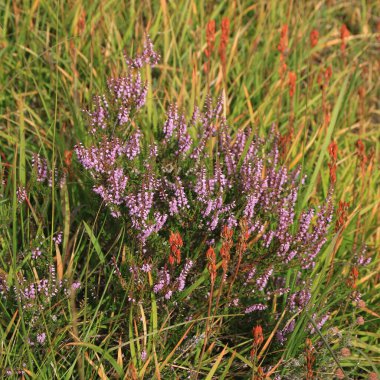 Erica, Norveç, Rogaland 'da pembe çiçekler yetişiyor..