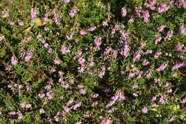 Pembe Erica çiçeği halısı, Rogaland, Norveç.