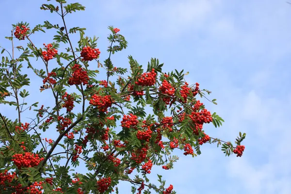 Norveç, Egersund 'da bir yaban mersini ağacının ayrıntıları.