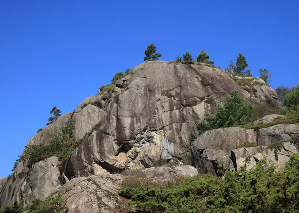 stock image Trees growing on a rock formation in Rogaland, Norway.