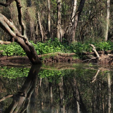 Scene at the Wrights Creek, Port Macquarie, Australia. clipart